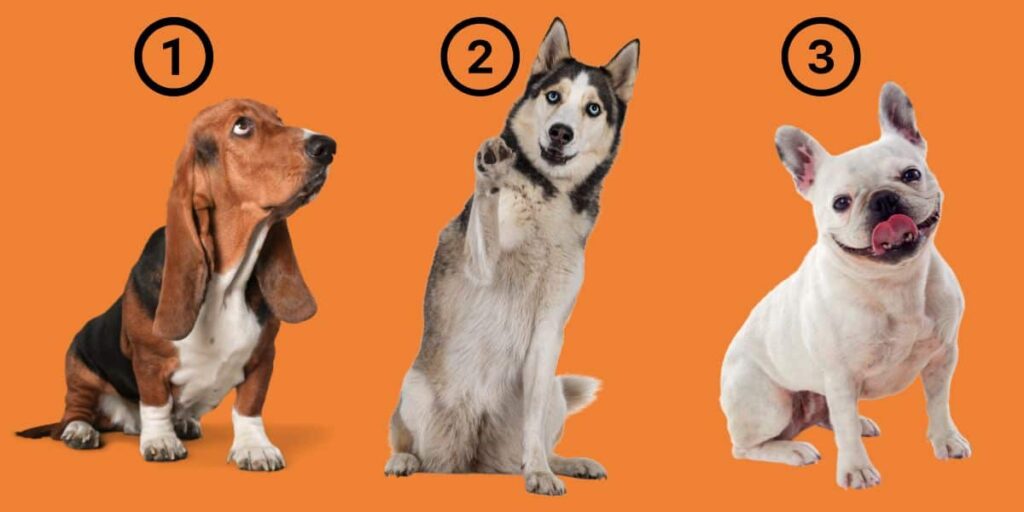 Personality tests: Discover your hidden traits: what your dog image choice reveals about you!