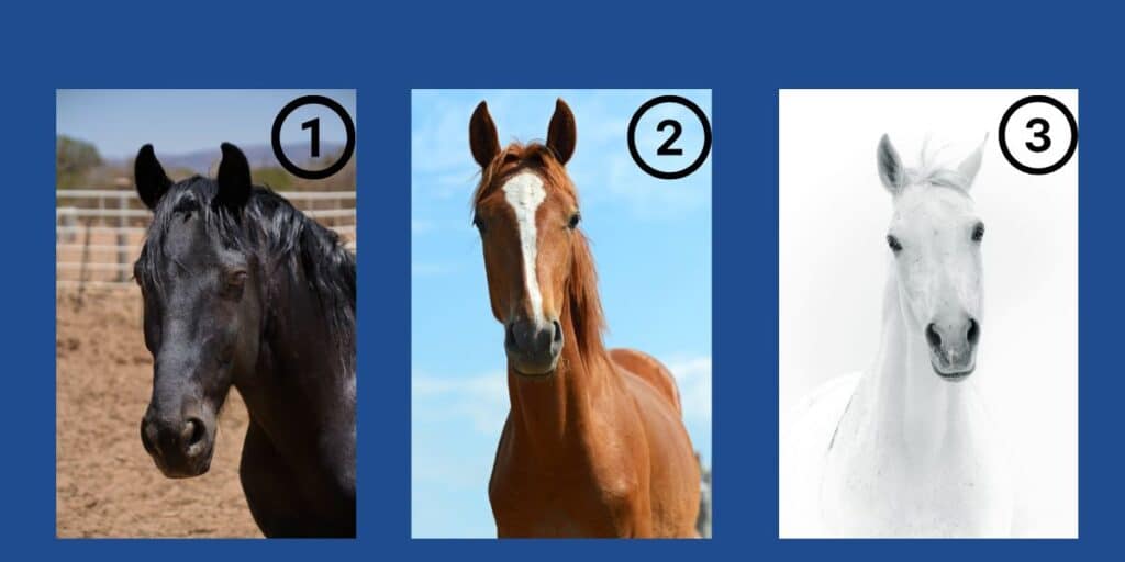 Which horse speaks to you? Reveal your dominant trait in today's fun personality test!